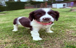 English Springer Spaniel dogs for sale: Springer spaniel pups  - Image 9
