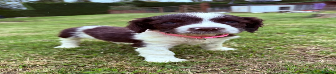 English Springer Spaniel Puppy 5
