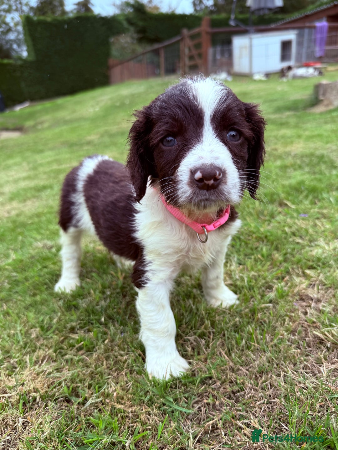 English Springer Spaniel dogs for sale: Springer spaniel pups  - Image 9