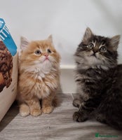 Maine Coon cats Absolutely Stunning Part Maine Coon Kittens - Advert 4