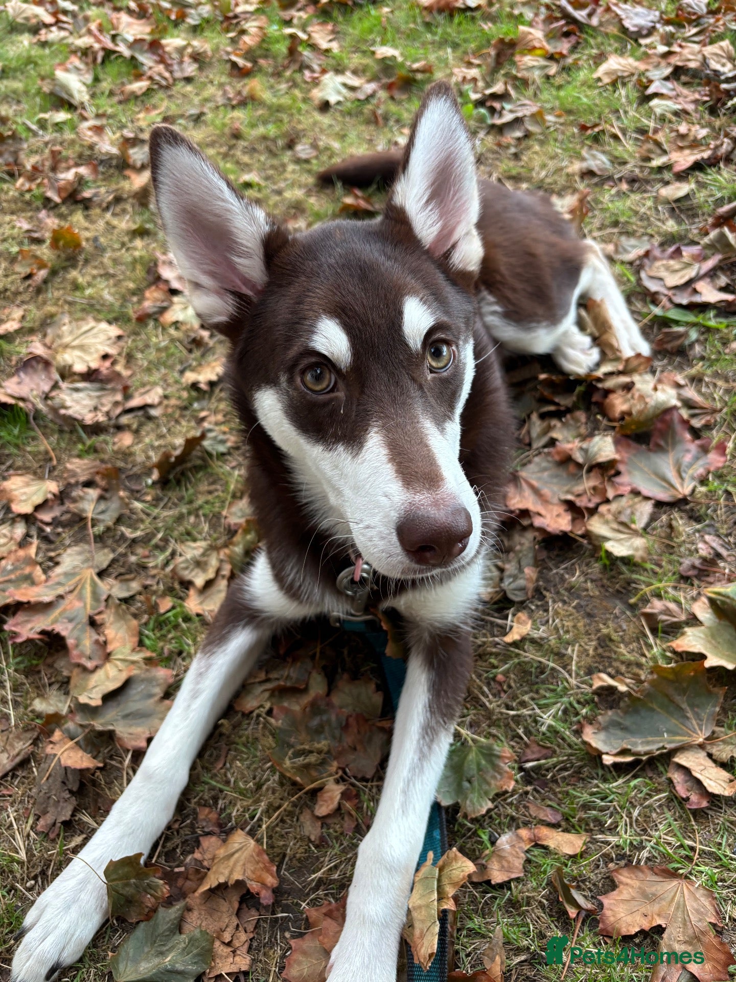 Mixed Breed dogs Husky puppy needs a new home - Advert 1