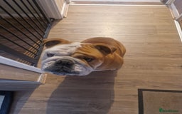 English Bulldog dogs for sale: British Bulldog - nearly 3 years old - Image 3