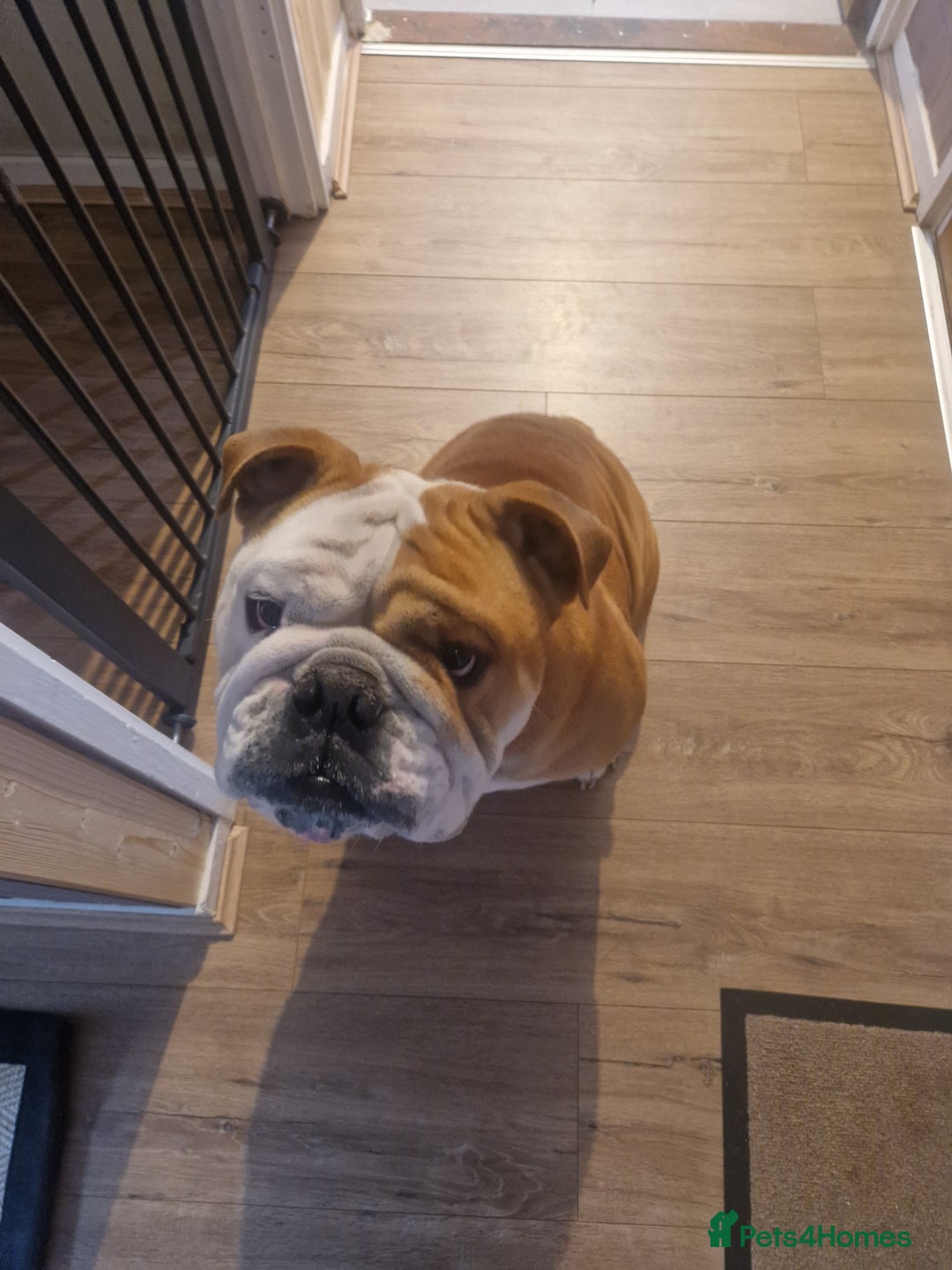 English Bulldog dogs for sale: British Bulldog - nearly 3 years old - Image 3
