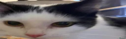 Mixed Breed cats for sale: Overlooked Rescue cats- 6m- 6 years🤎 - Advert 12
