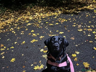 Labrador Retriever dogs A new home our Annie - Advert 1