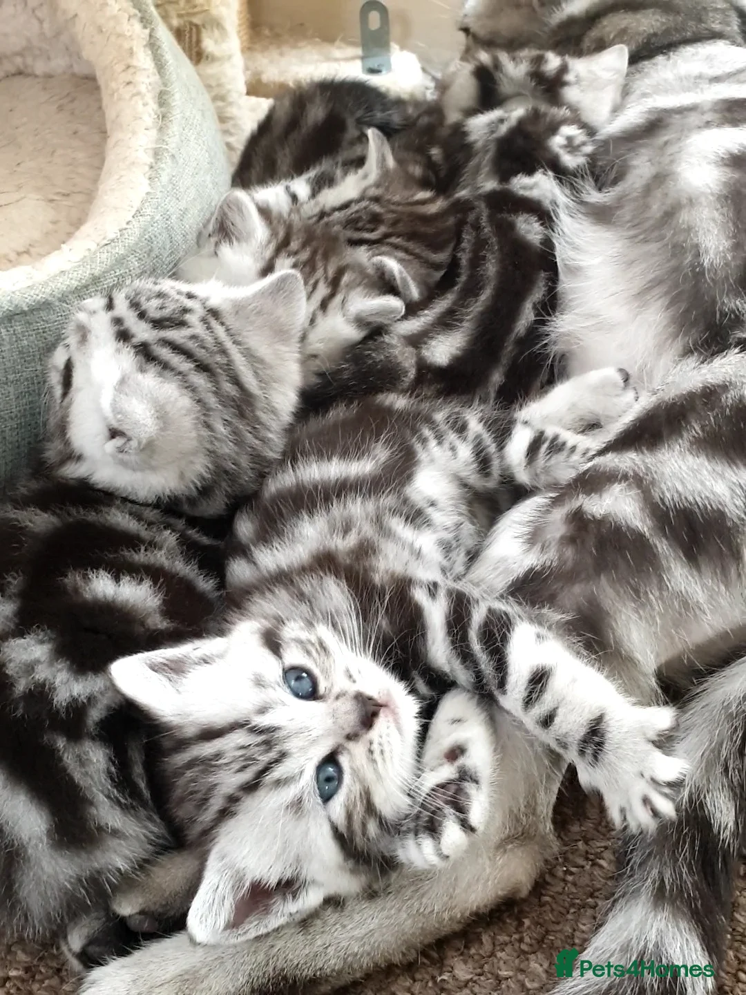 British Shorthair cats for stud: BSH Classic Silver Tabby  in Rochester - Advert 12