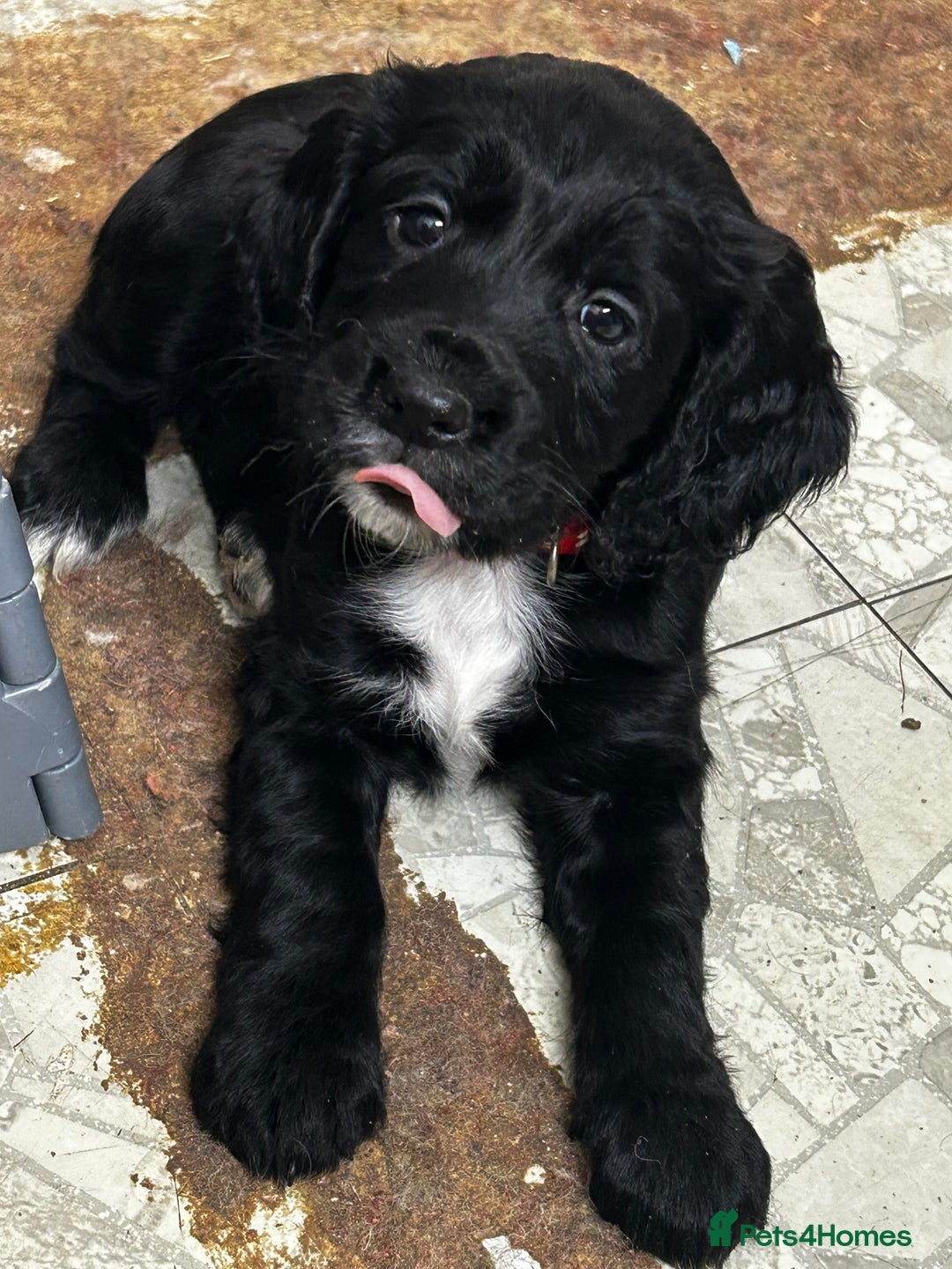 Cocker Spaniel dogs for sale: ✨ Cuddles Await from our Cocker Spaniel Pups  - Advert 9