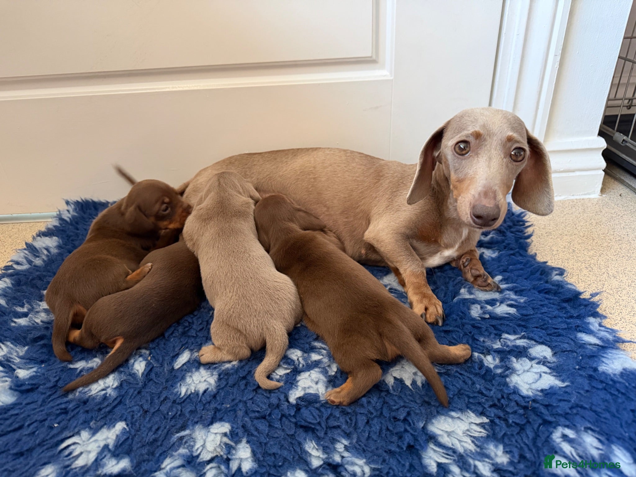 Miniature Dachshund dogs Beautiful kc registered miniature dachshunds  - Advert 5