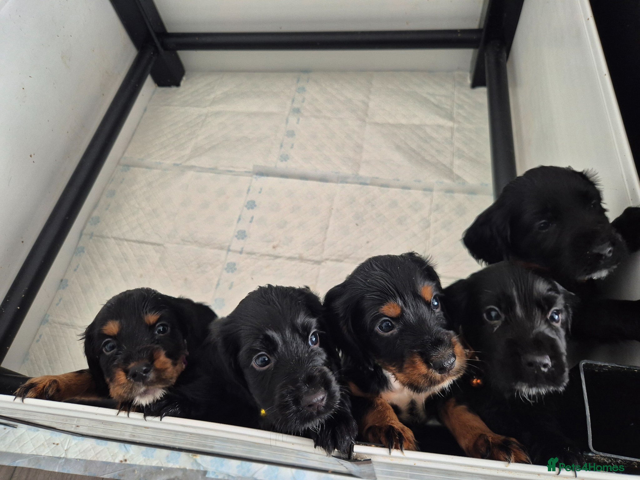 Cocker Spaniel dogs 5 beautiful cocker spaniels - Advert 15