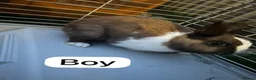 Lionhead rabbits for sale: A female lionhead and male netherland dwarf rabbit - Advert 6
