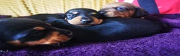 Miniature Dachshund dogs for sale: KC Stunning litter of girls 💗 - Advert 14