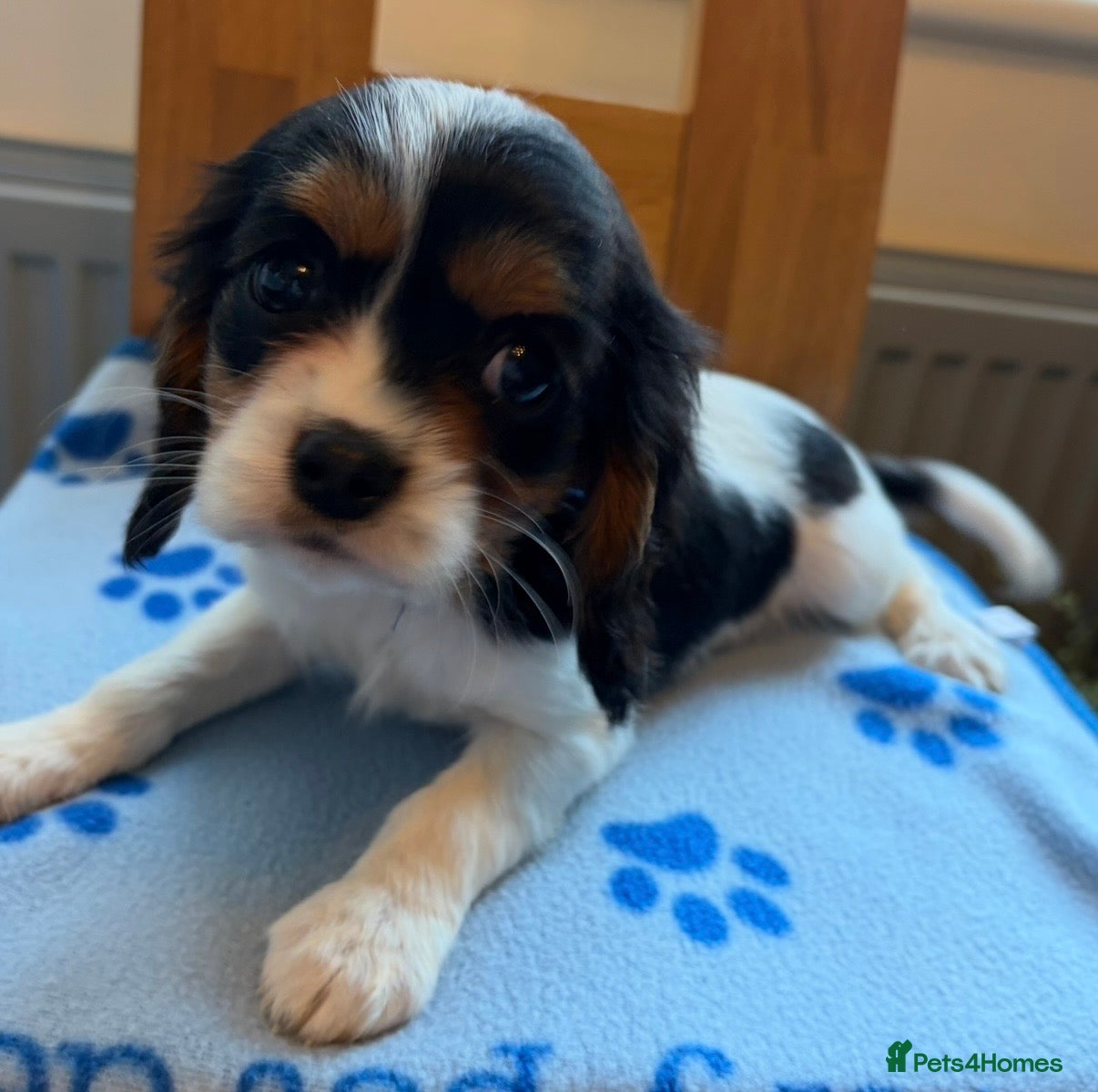 Cavalier King Charles Spaniel dogs Last Tricoloured Boy Cavalier King Charles spaniel - Advert 16