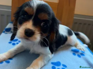 Cavalier King Charles Spaniel dogs Last Tricoloured Boy Cavalier King Charles spaniel - Advert 16
