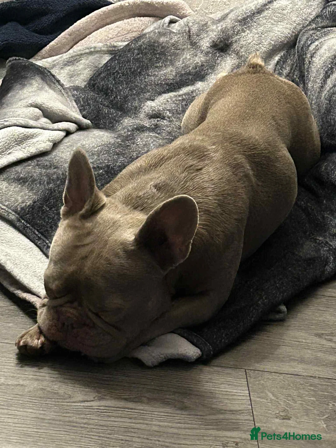 French Bulldog dogs for sale: French Bulldog Girl - Advert 6