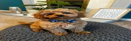 Cavapoo dogs for sale: DNA TESTED PARENTS & GRANDPARENTS TOY CAVAPOO   - Advert 5