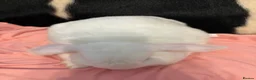 Mini Lop rabbits for sale: White mini lop BOY🩵  - Advert 2