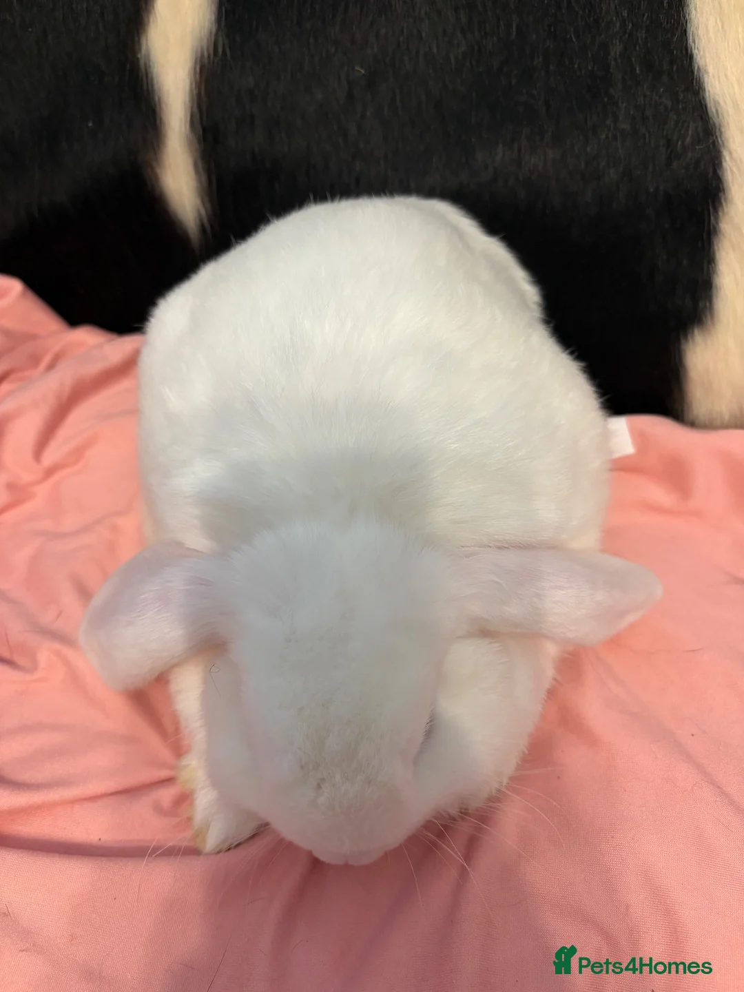 Mini Lop rabbits for sale: White mini lop BOY🩵  - Advert 2