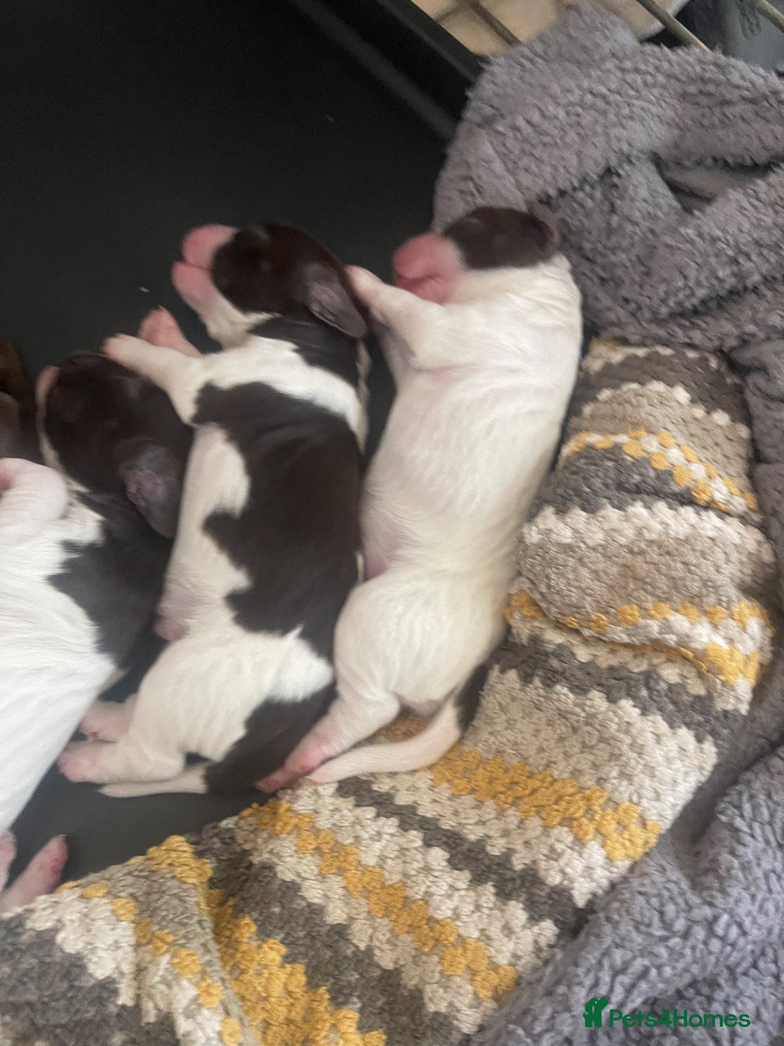 Cocker Spaniel dogs for sale: Working cocker spaniels  - Advert 6