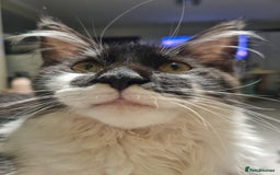 Maine Coon cats for sale: Female Maine Coon kitten - Image 7