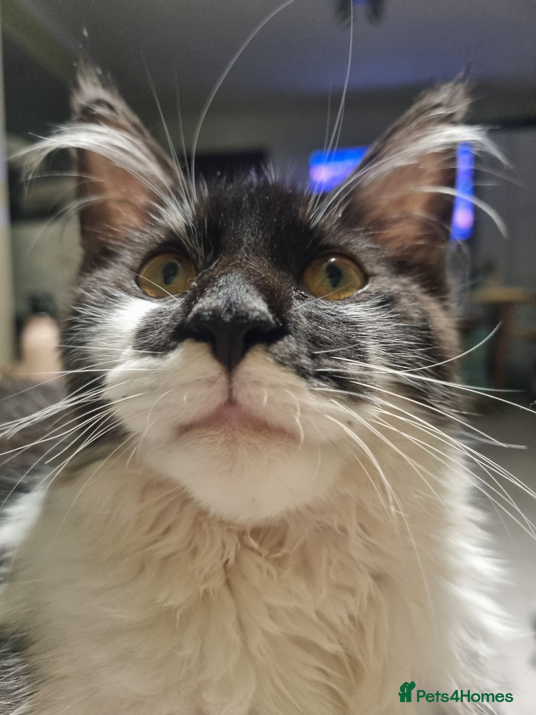 Maine Coon cats for sale: Female Maine Coon kitten - Image 7