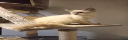 Ragdoll cats for sale: Pedigree Ragdoll kittens ready now  - Advert 8