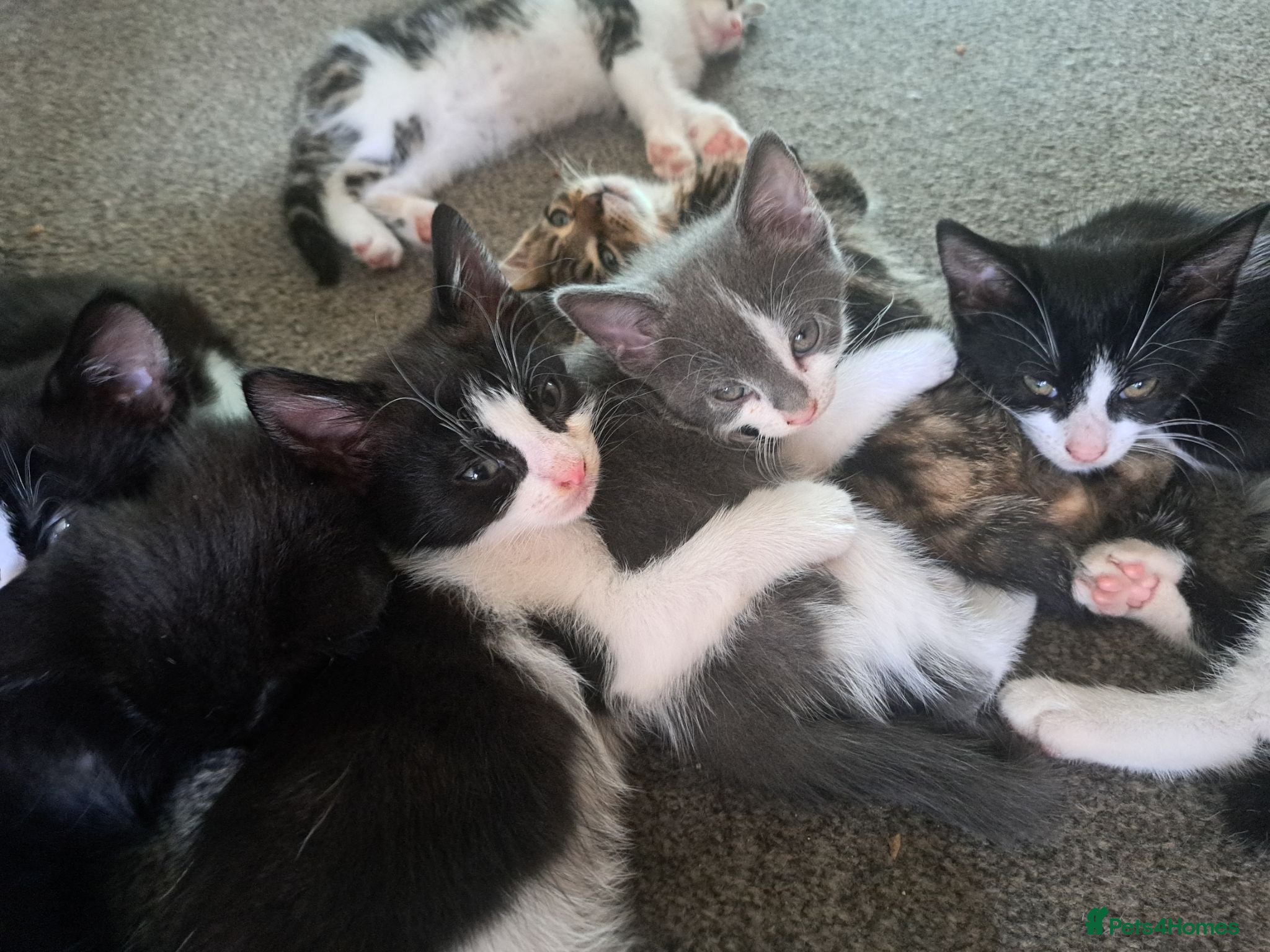 Mixed Breed cats 7 adorable kittens ready for a new home - Advert 2