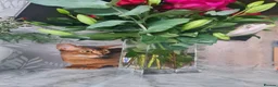 Abyssinian cats for sale: One beautiful Abyssinian boy - Advert 9