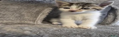 Jarvis (Tabby)