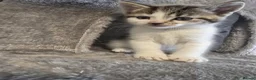 Mixed Breed cats for sale: 6 cute mixed kittens - Advert 25