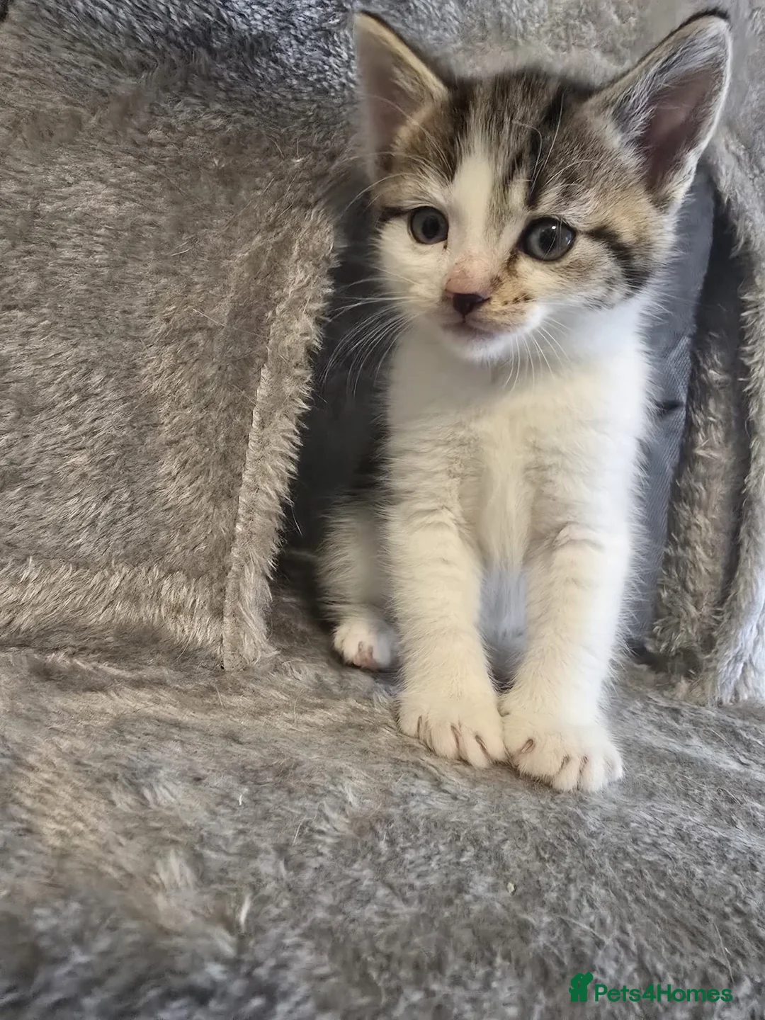 Mixed Breed cats for sale: 6 cute mixed kittens - Advert 25