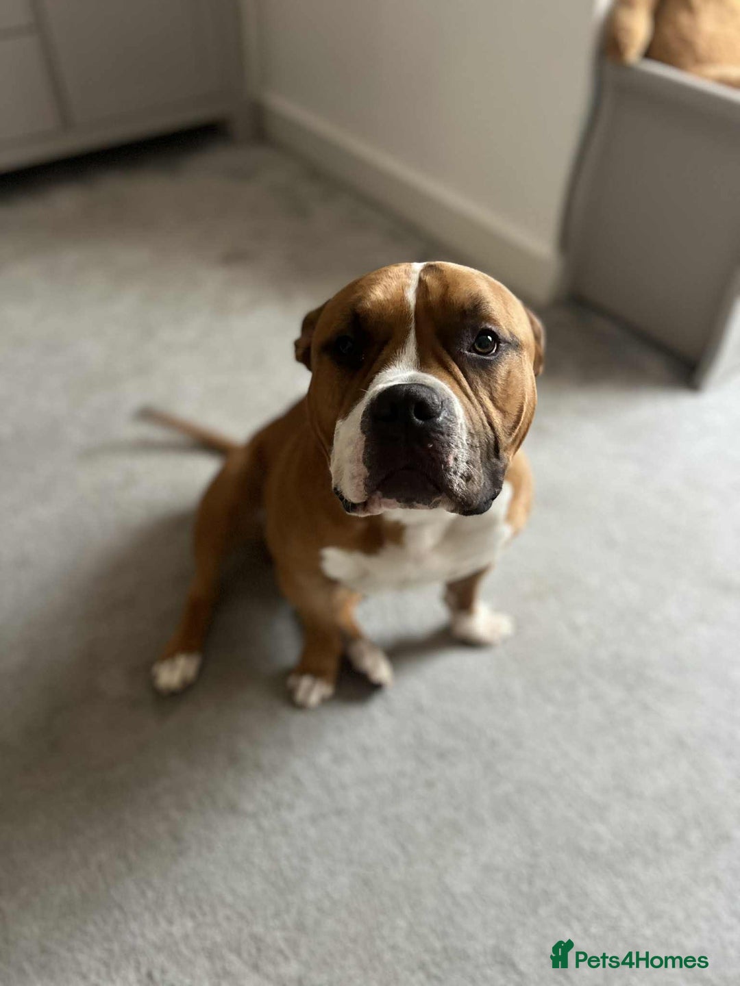 American Bull Staffy dogs for sale: Male American staff - Image 2