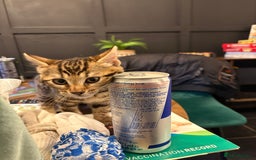 Bengal cats for sale: BEGAL CROSS TABBY - Advert 5