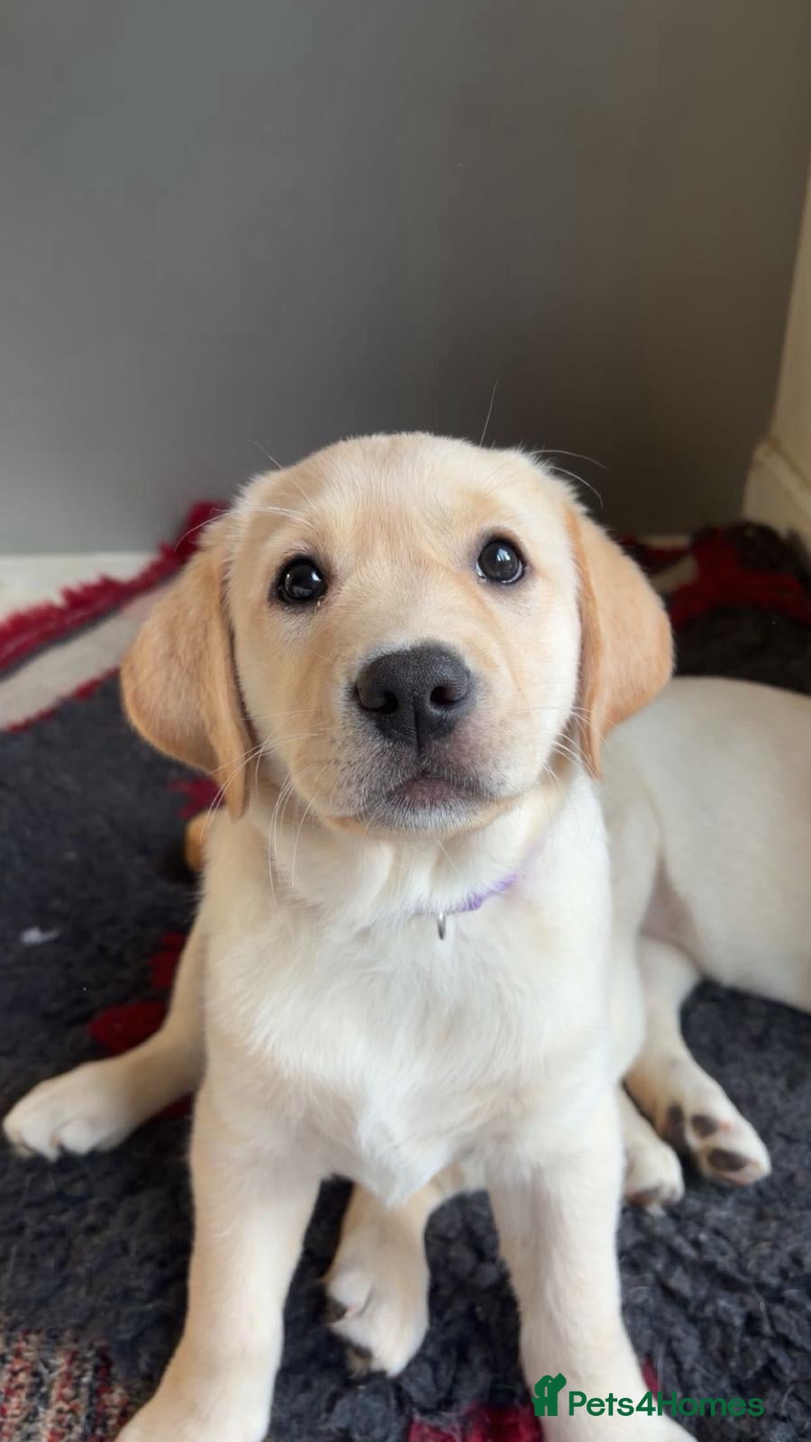 Labrador Retriever dogs Beautiful chunky Labrador puppy  - Advert 7