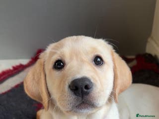 Labrador Retriever dogs Beautiful chunky Labrador puppy - Advert 1