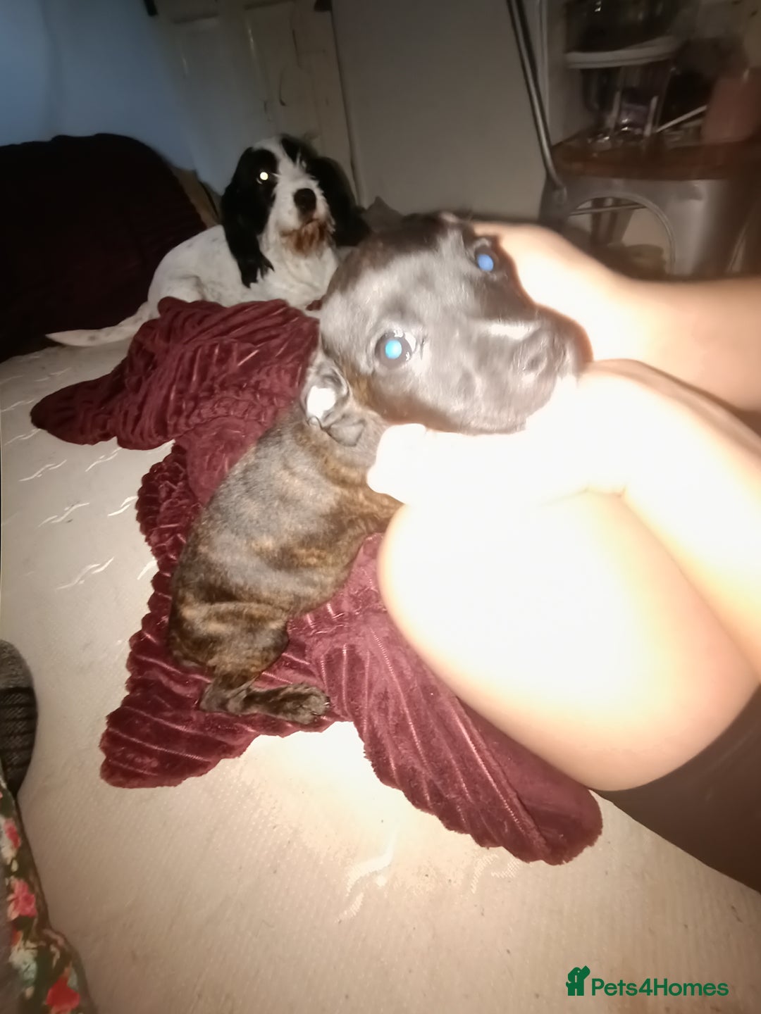Mixed Breed dogs for sale: Staffy cross - Image 12
