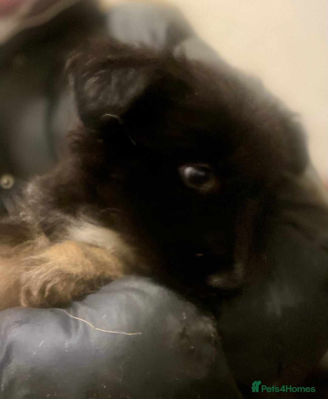 Shepsky dogs for sale: German Shepherd cross Husky Puppies  - Advert 4