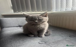 British Shorthair cats for sale: Cute British Shorthair kitten Male  - Image 5