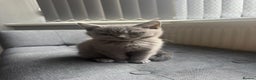 British Shorthair cats for sale: Cute British Shorthair kitten Male  - Advert 5