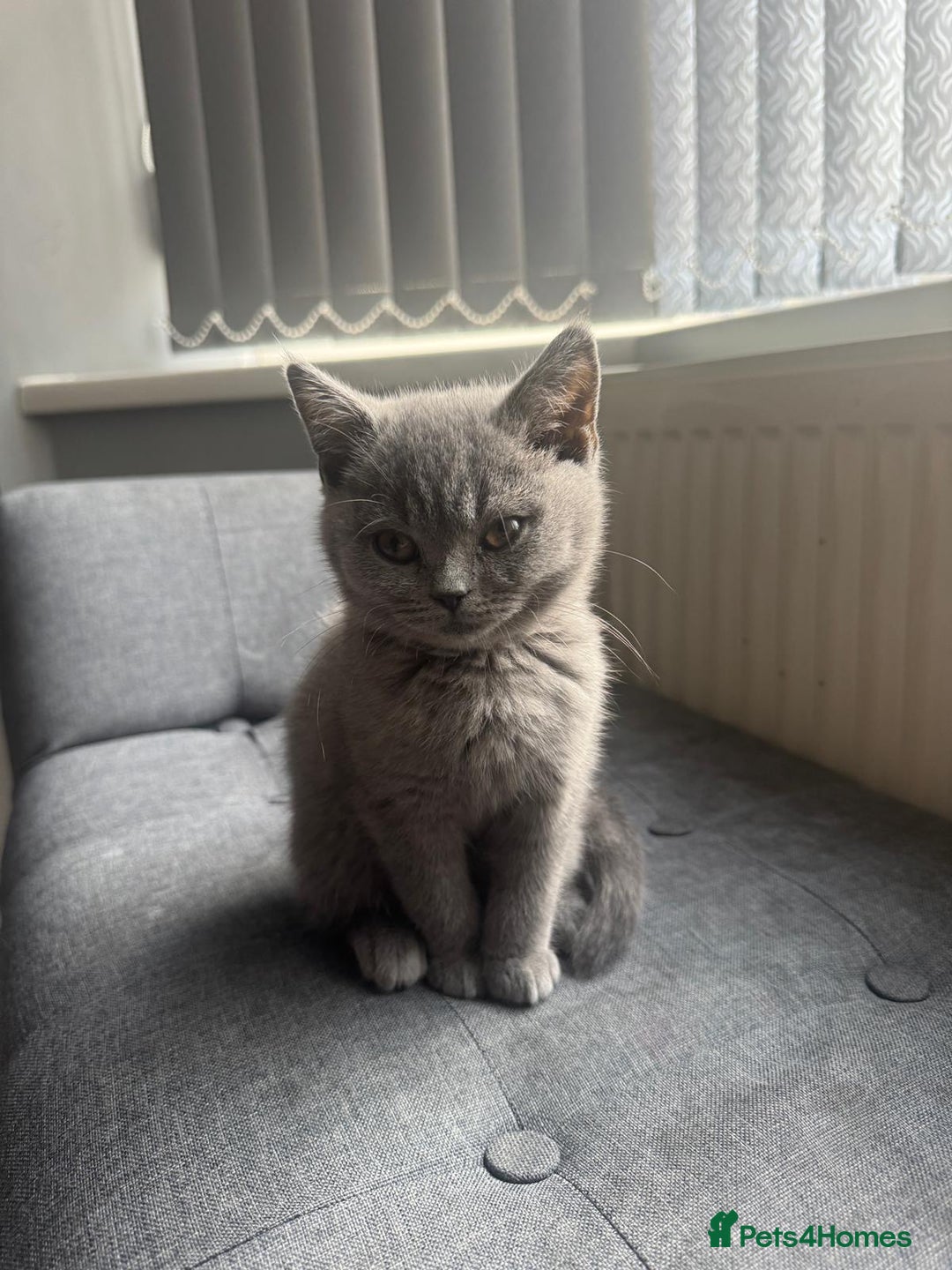 British Shorthair cats for sale: Cute British Shorthair kitten Male  - Image 5