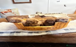 Miniature Poodle dogs for sale: gorgeous litter of Joy kc registered poodles - Image 3