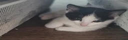 Mixed Breed cats for sale: 🐾 6 Adorable Kittens Looking for Loving Homes 🐾 - Advert 3