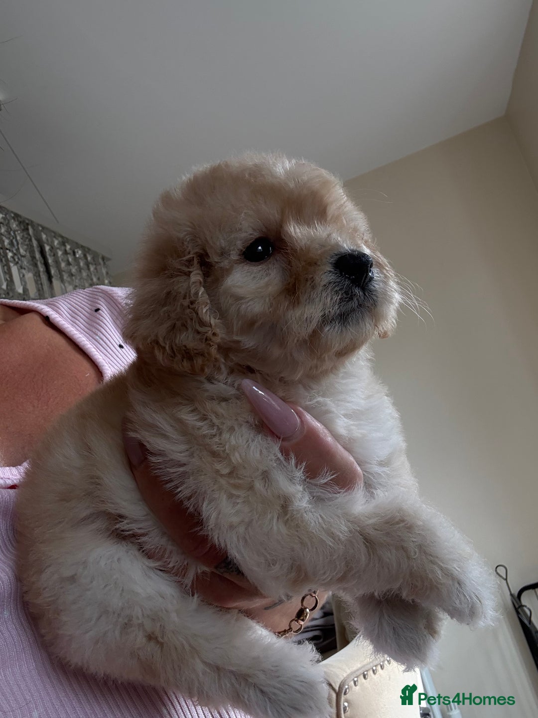 Cockapoo dogs for sale: Toy cockapoo  - Image 5