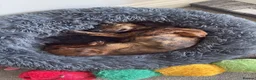 Miniature Dachshund dogs for sale: Beautiful miniature dachshund  - Advert 3