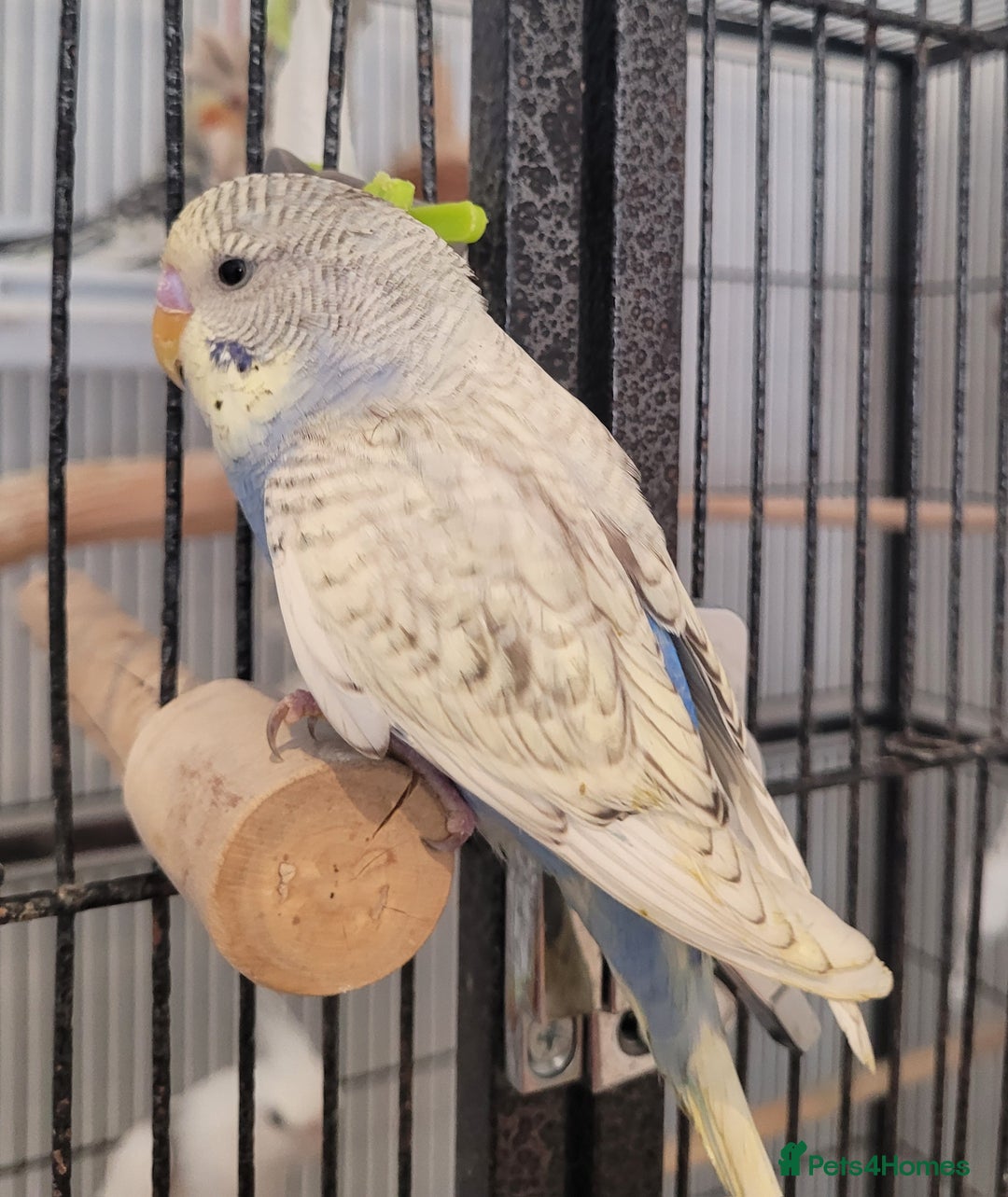 Budgerigars birds for sale: Baby Budgies  - Image 19
