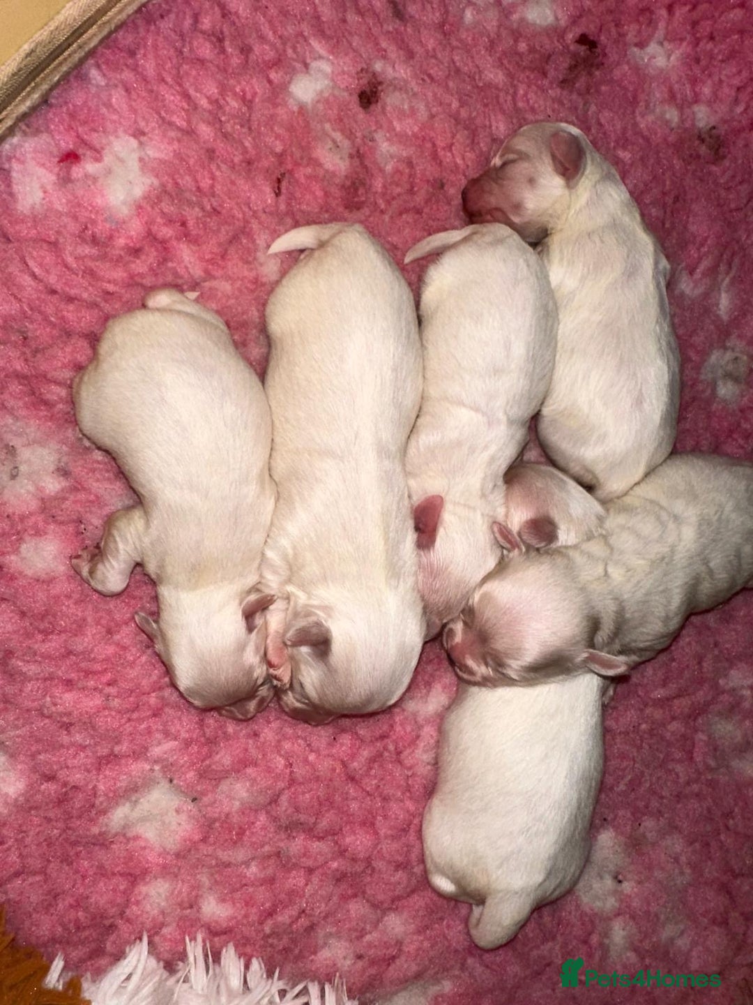 Maltese dogs for sale:  Beautiful maltese - Advert 9