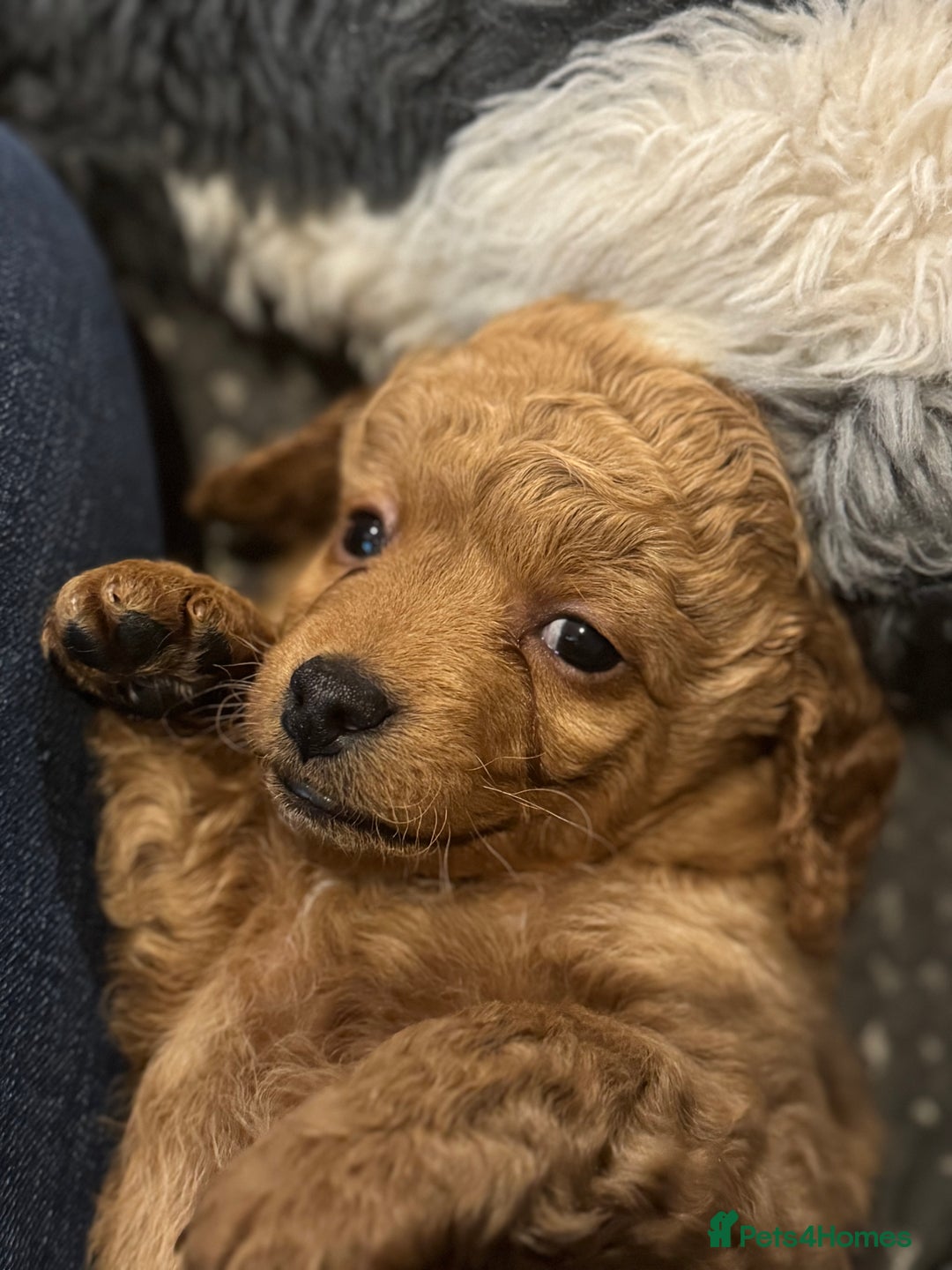 Cockapoo dogs for sale: Cockapoo puppies for sale central scotland - Image 11
