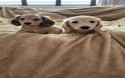 Dachshund dogs for sale: Miniature dachshunds - Image 32