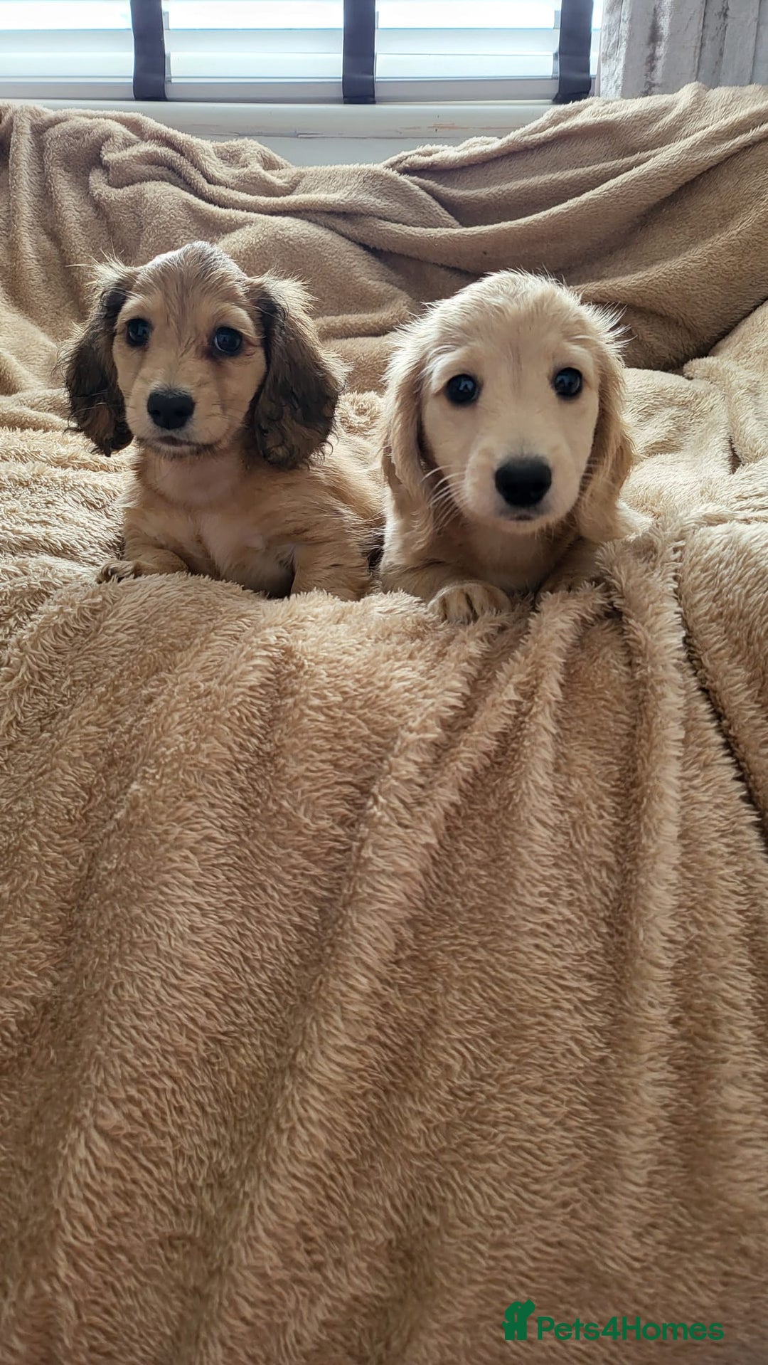 Dachshund dogs for sale: Miniature dachshunds - Image 32