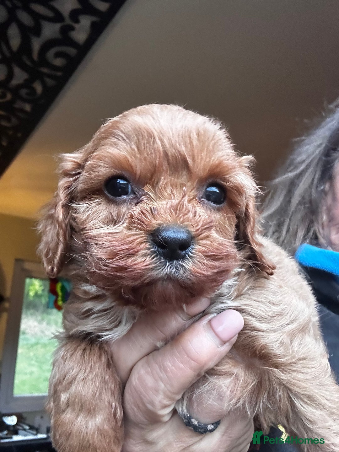 Cavapoo dogs for sale: Bright red not to curly f1 Cavapoo’s  - Advert 28