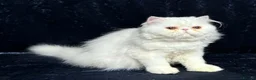 Persian cats for sale: Red and white persian kittens  - Advert 1